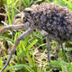 Image for article titled This Horrifying Spider Is The Only One That Carries Her Babies Like a Human Mother Would